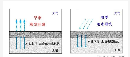 什么是土壤盐碱（渍）化？