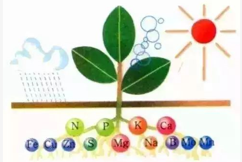 请科学施肥，掌握这7个规避元素“打架”的方法！