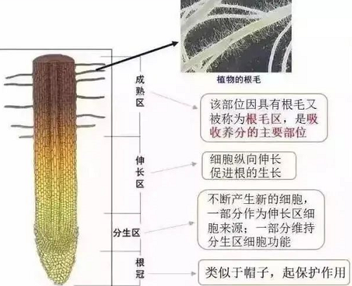 白根有劲、黄根保命、黑根有病、灰根要命！根系应该如何养？