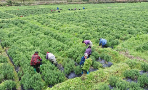 为什么要严禁耕地种植苗木草皮？对土壤层破坏太严重！