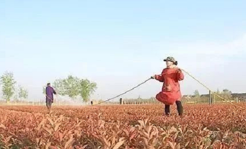 生物菌肥，有机肥，复合肥怎样搭配使用效果最好？