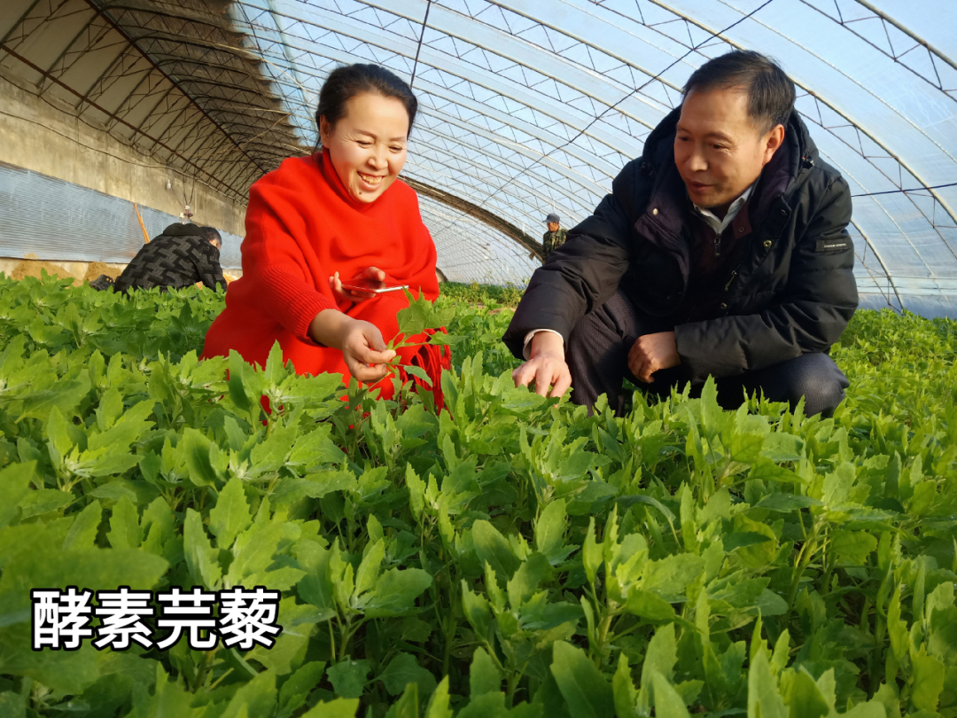 “农用酵素”种植基地频传捷报！