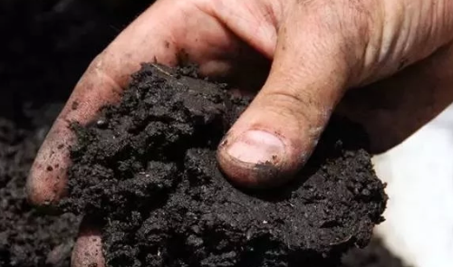 每亩用多少有机肥，土壤有机质才能增加1％，准确数据来了！