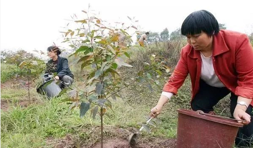 警告：肥料这么用都是白瞎钱！这些错千万别再犯了！