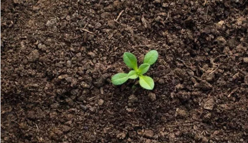 增施微生物菌肥，加强土壤培肥果园提质又增产