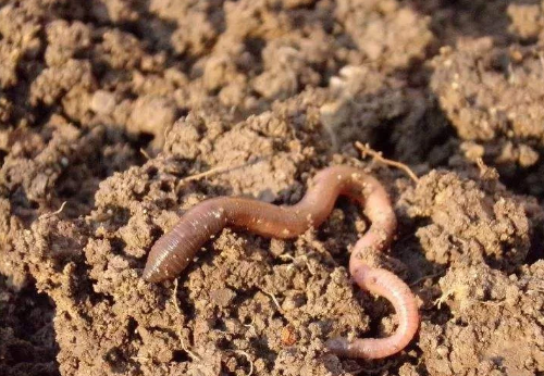 增施微生物菌肥，加强土壤培肥果园提质又增产