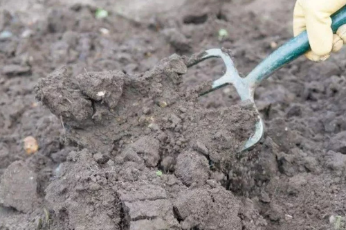 增施微生物菌肥，加强土壤培肥果园提质又增产