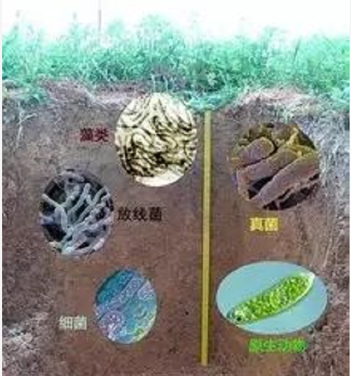 切记：土壤的生命核心是微生物