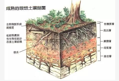 亏大了！用了“粪肥”，伤了根、落了果，赔了......