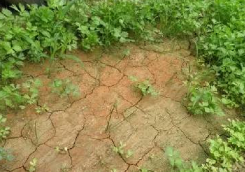 土壤最常见的四大病！怎么治？
