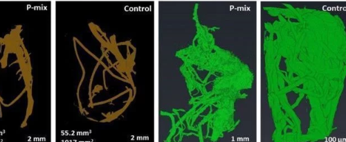 树木微生物可帮助作物从肥沃的土壤中汲取磷元素