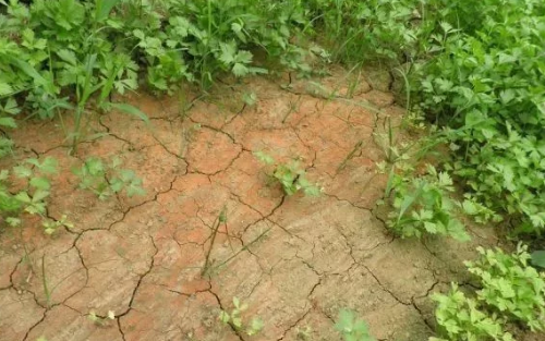土壤酸化以后会有哪些危害?