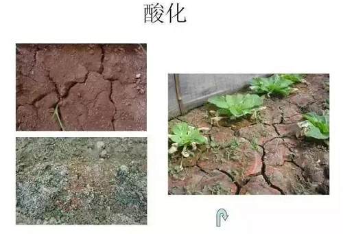 改良土壤是通过有益菌杀死有害菌错维持菌群平衡才是改土之本