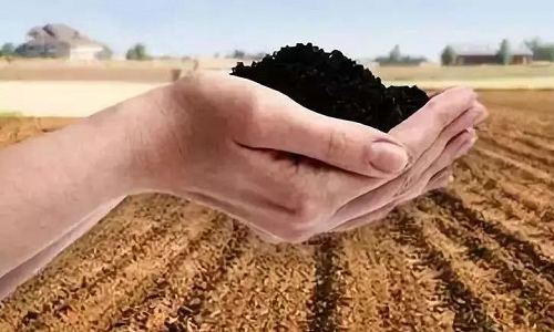 碱性土壤是否需要改良 如何改良？