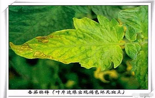 告急！我国一半的土壤缺中微量元素！别再只上氮磷钾了！