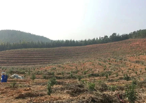 不懂土壤，用的肥用的药都是浪费！都看看吧！