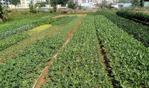 石灰和沸石对酸化菜园土壤改良效应