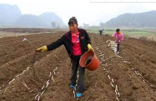 生石灰改善土壤，就是一把双刃剑，不注意这4个事项，会起反作用