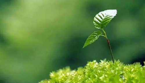 没有健康的土壤，地球上的生命则不可持续！