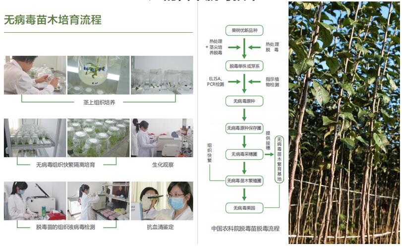 烟台栖霞中惠苹果苗木现场起苗，中国农科院脱毒苗木，品种纯正