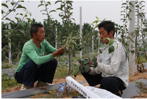 烟台栖霞中惠苹果苗木现场起苗，中国农科院脱毒苗木，品种纯正