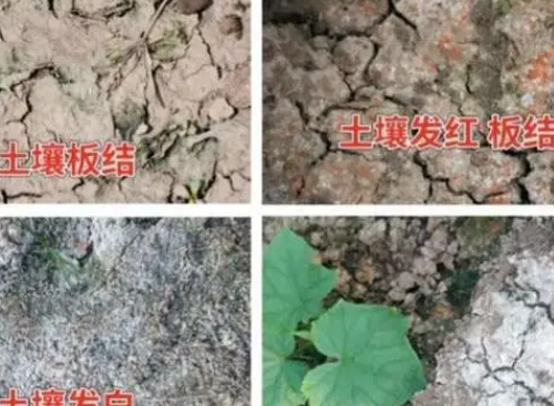 当心！土壤问题再不解决，庄稼就完了！