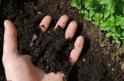 常见的8个土壤问题，如何修复？