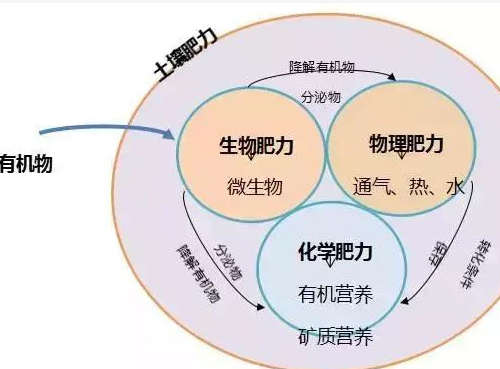 农作物所需的“第一养分”是什么元素？答案出乎意料！