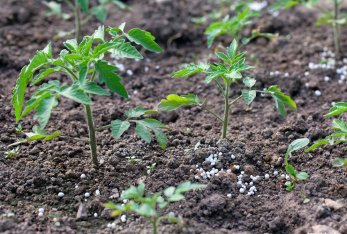 如何提升土壤有机质，实现藏粮于地还可以这样做