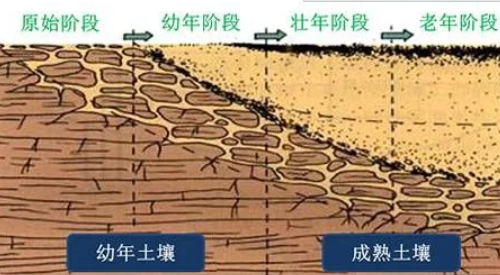 什么是土壤有机质?