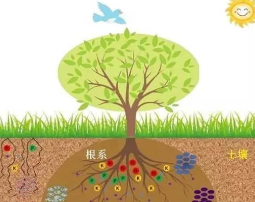 什么是土壤有机质?