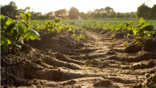 你是否知道土壤对你的重要性？