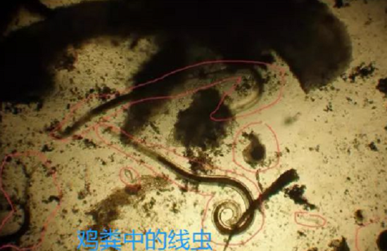 禁止用生粪!全国立即严查!