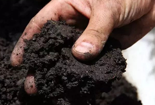 每亩地用多少有机肥，土壤有机质才能增加1%，准确数据来了！