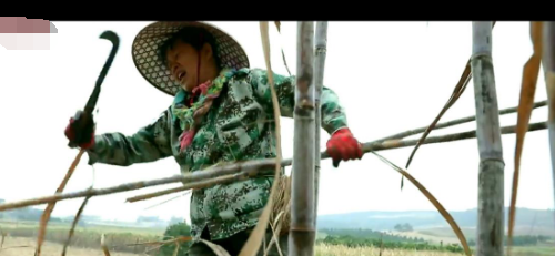 博创联动用农业科技带来了广西崇左的甜蜜果实