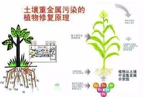 快看看我们的土壤是否还是它原本的那个样子？是否已经生病了！