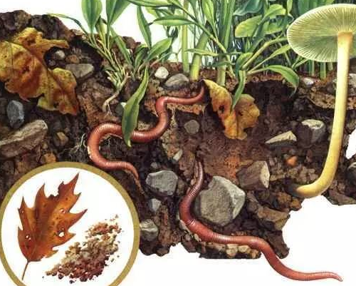 蚯蚓对土壤的3大贡献！无可替代！