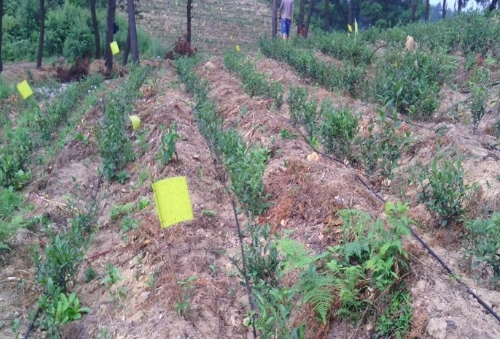 使用滴灌技术的优点介绍：增产增效，有效改善土壤品质