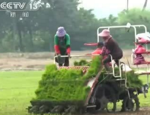 央视《焦点访谈》：保障粮食安全的根本在耕地！
