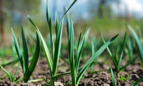 如何提高菜园土壤的有机质?
