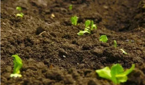 如何用生石灰解决土壤酸化、防治土传病害问题？