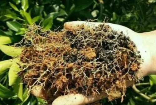 土壤重茬严重，作物根系严重受损，怎么办？