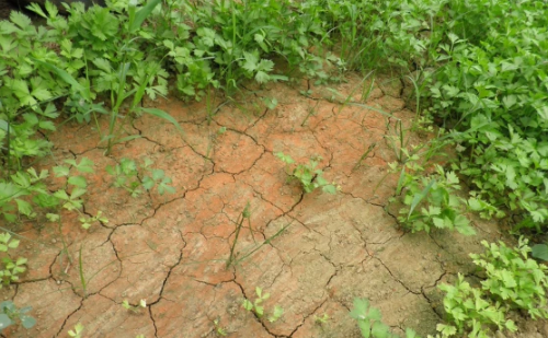 土壤问题危害大，土壤的这几大病害，看看你的土壤占了多少种？