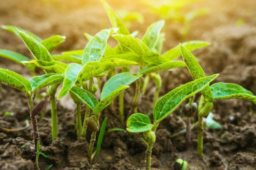 植物和土壤能“此消彼长”互换储碳能力
