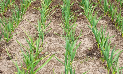 土壤板结影响作物生长，怎样改良板结现象？教你3个实用技巧