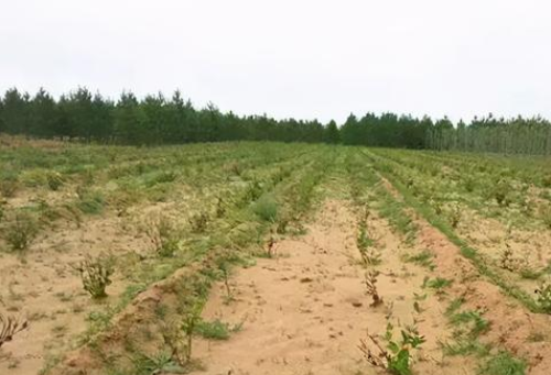 一分钟教你如何打破土壤板结