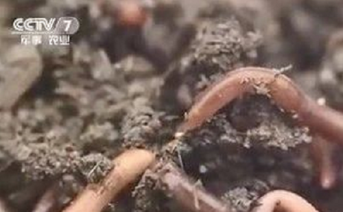 没有“蚯蚓”的土壤都有毛病！