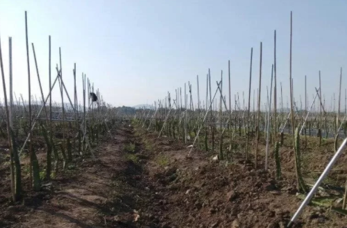 你清楚吗？土壤有机质对土壤肥力的这几个作用