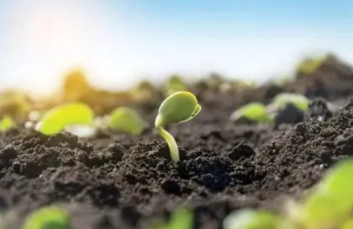 科学菌：调控微生物改善土壤，生物制剂能否开启农业新篇章？