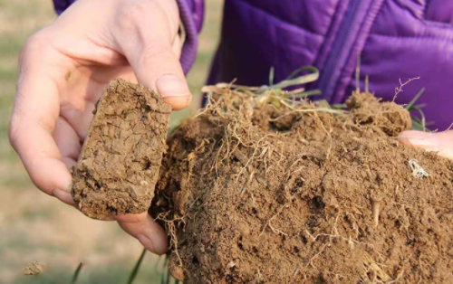 种地遇到土壤问题怎么办？土壤改良有窍门